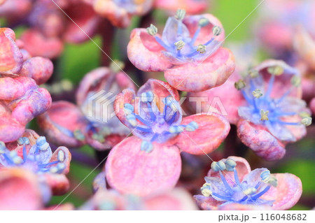 梅雨の季節、かわいらしく咲いた紫陽花の花のアップ 116048682