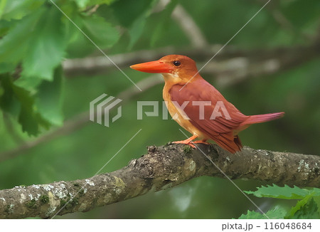 アカショウビン アカショウビン 116048684