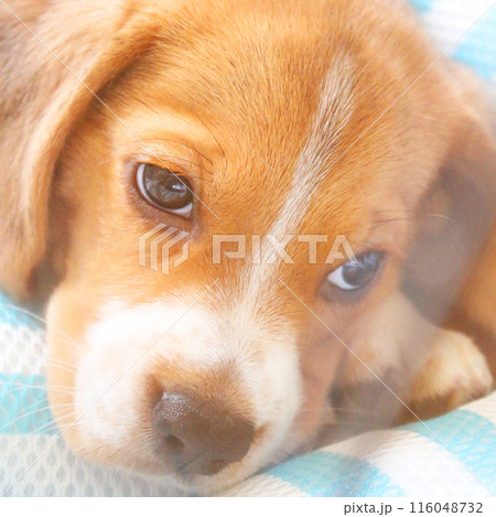 子犬のビーグル犬 子犬のビーグル犬 116048732