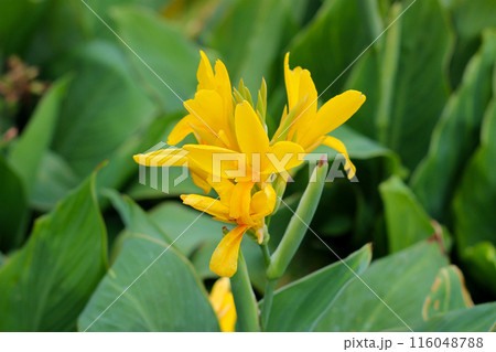 Yellow canna flower in the garden 116048788