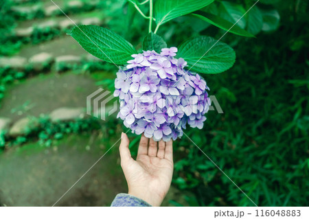 東京の公園に咲く美しい紫陽花 東京の公園に咲く美しい紫陽花 116048883