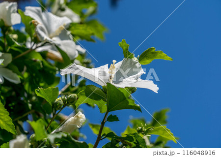 真夏の青空と白い木槿の花 真夏の青空と白い木槿の花 116048916