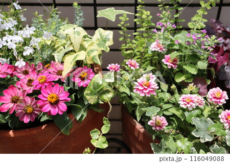 玄関前の花の寄せ植え＆寄せ鉢 116049088