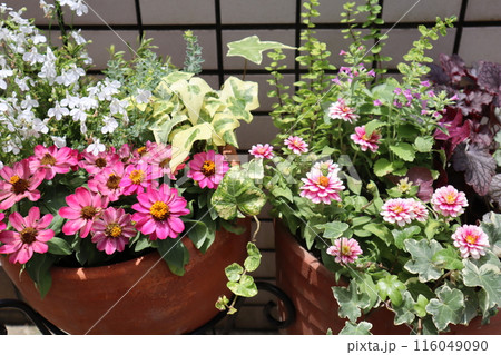 玄関前の花の寄せ植え＆寄せ鉢 116049090