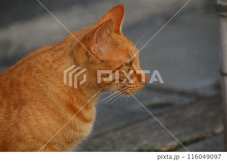 瀬戸内の島の猫 116049097