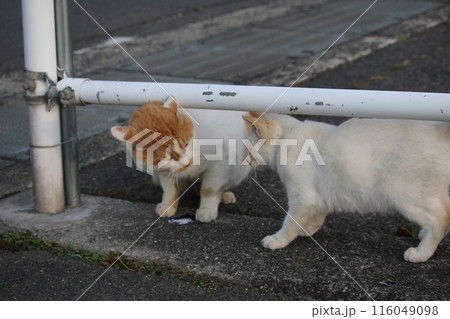 瀬戸内の島の猫 116049098