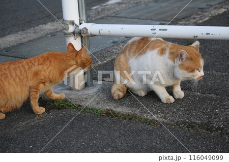 瀬戸内の島の猫 116049099