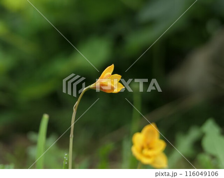 芝生に突然に咲きだす黄色い花 ゼフィランサス(シトリナ)ハブランサス?? 芝生に突然に咲きだす黄色い花 ゼフィランサス(シトリナ)ハブランサス?? 116049106