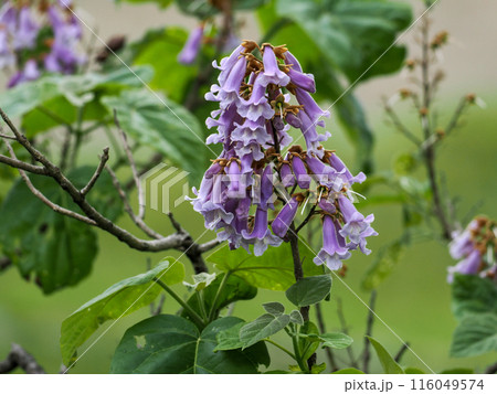 桐の花のある風景 桐の花のある風景 116049574