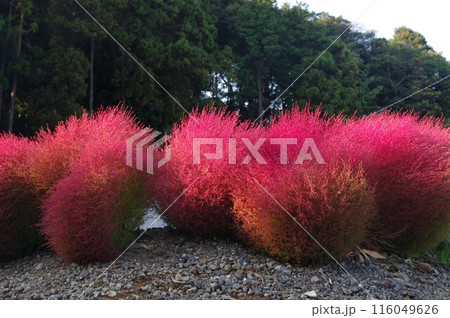 燃えるような真っ赤に色ずく晩秋のコキア3 燃えるような真っ赤に色ずく晩秋のコキア3 116049626