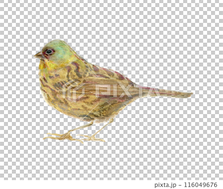 Left facing blue bunting 116049676