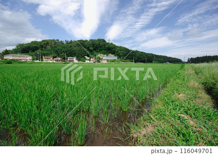 里山の田園風景 里山の田園風景 116049701