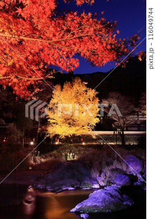 御岳渓谷紅葉のライトアップ 御岳渓谷紅葉のライトアップ 116049744