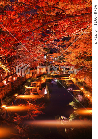 ライトアップされた滋賀県近江八幡 八幡堀の紅葉 ライトアップされた滋賀県近江八幡 八幡堀の紅葉 116049756