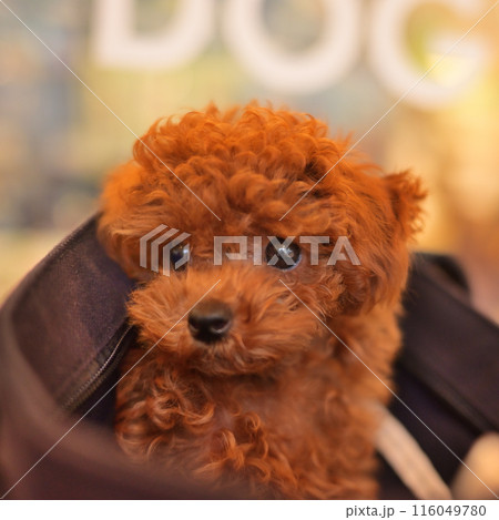 可愛いトイプードルの赤ちゃん 116049780
