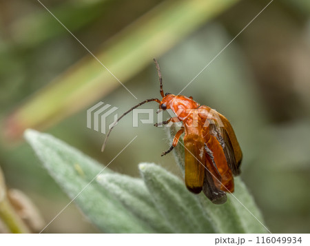 Common Red Soldier Beetle sitting on garden plant 116049934