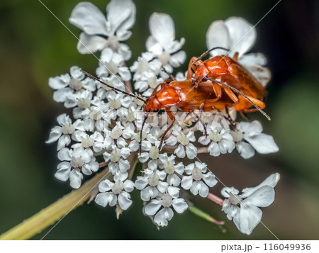 Male and female Common Red Soldier Beetles mating on white flower 116049936