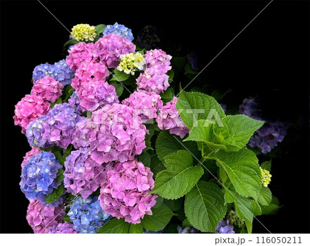 黒背景の紫陽花 黒背景の紫陽花 116050211