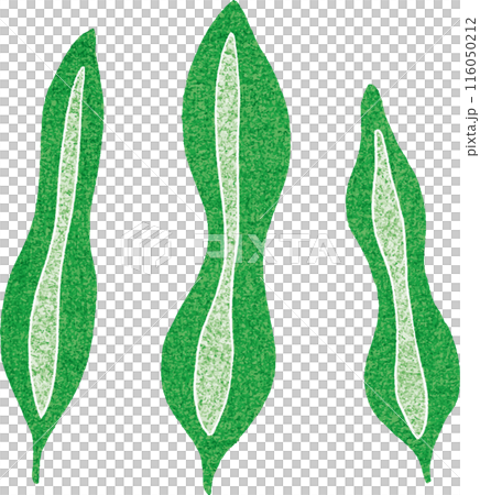Simple seaweed hand-drawn illustration 116050212
