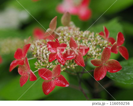 雨に濡れた額紫陽花 116050256