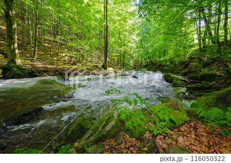 river flowing through beech forest. green natural environment in summer. rapid carpathian mountain water stream 116050322