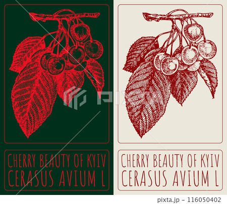 Vector drawing CHERRY BEAUTY OF KYIV. Hand drawn illustration. The Latin name is CERASUS AVIUM L Vector drawing CHERRY BEAUTY OF KYIV. Hand drawn illustration. The Latin name is CERASUS AVIUM L 116050402