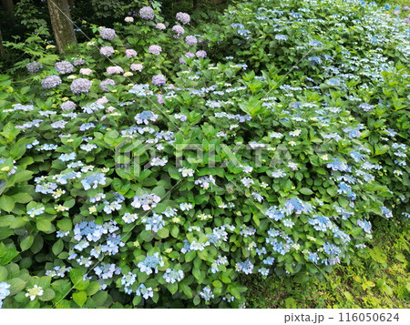 山の中の群生のあじさい 空撮 山の中の群生のあじさい 空撮 116050624