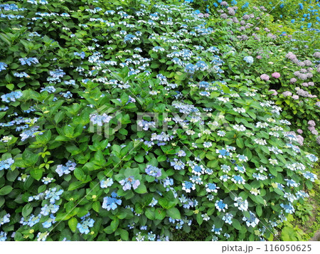 山の中の群生のあじさい 空撮 山の中の群生のあじさい 空撮 116050625
