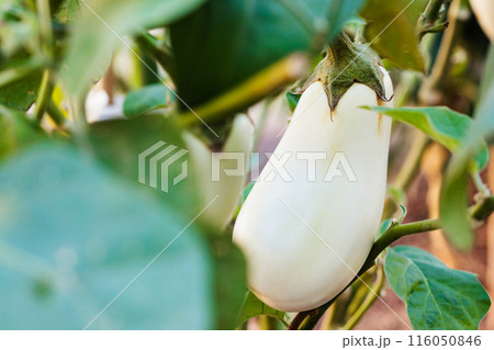 畑に実る白茄子、家庭菜園 116050846