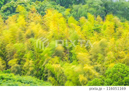 日本の横浜都市景観 春の嵐で、黄色く染まった美しい竹林が大きく揺れる…耐える、強風などのイメージ… 116051169