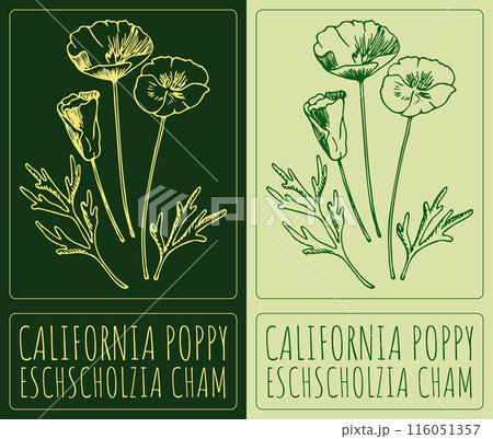 Vector drawing CALIFORNIA POPPY. Hand drawn illustration. The Latin name is ESCHSCHOLZIA CHAM 116051357