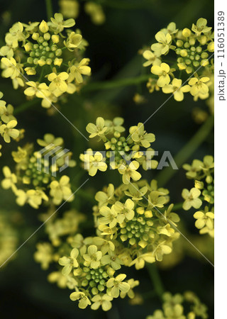 Yellow flowers. Barbarea vulgaris. Yellow flowers in the field. Yellow flowers. Barbarea vulgaris. Yellow flowers in the field. 116051389