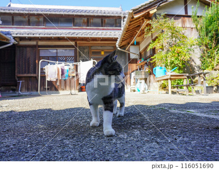 横顔ポーズの猫 116051690