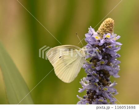 かわいい花に止まる蝶々 116051698