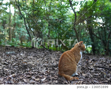 森と猫 116051699