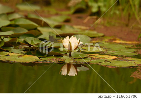 水面に映るスイレンの花 116051700