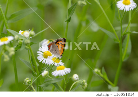 ヒメジョオンとベニシジミ ヒメジョオンとベニシジミ 116051814
