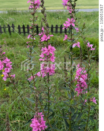 初夏の野原に咲くピンク色のミソハギの花 116051937