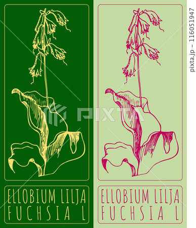 Vector drawing ELLOBIUM LILJA. Hand drawn illustration. The Latin name is FUCHSIA L 116051947