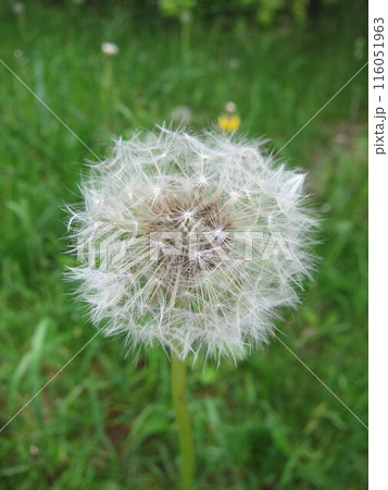 たんぽぽ 116051963