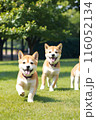 笑顔で走る柴犬 116052134