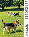 芝生の上でボール遊びをする犬とボール 116052137