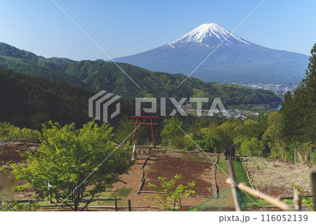 富士山をまつる神社でお参りする女性 富士山をまつる神社でお参りする女性 116052139