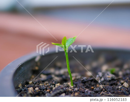 レモンの芽生え 116052183