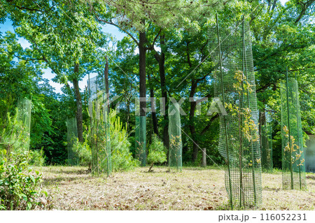 奈良県　山之辺の道沿いの植樹された桜に取り付けた食害防止ネット 116052231