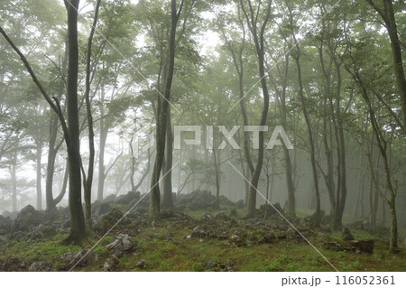 霧に包まれる初夏の森、 116052361