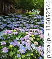 紫陽花 116052541