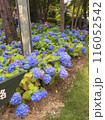 紫陽花のある風景 116052542
