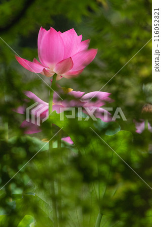 蓮の花 116052821