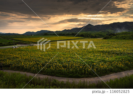 中山ひまわり団地 116052825